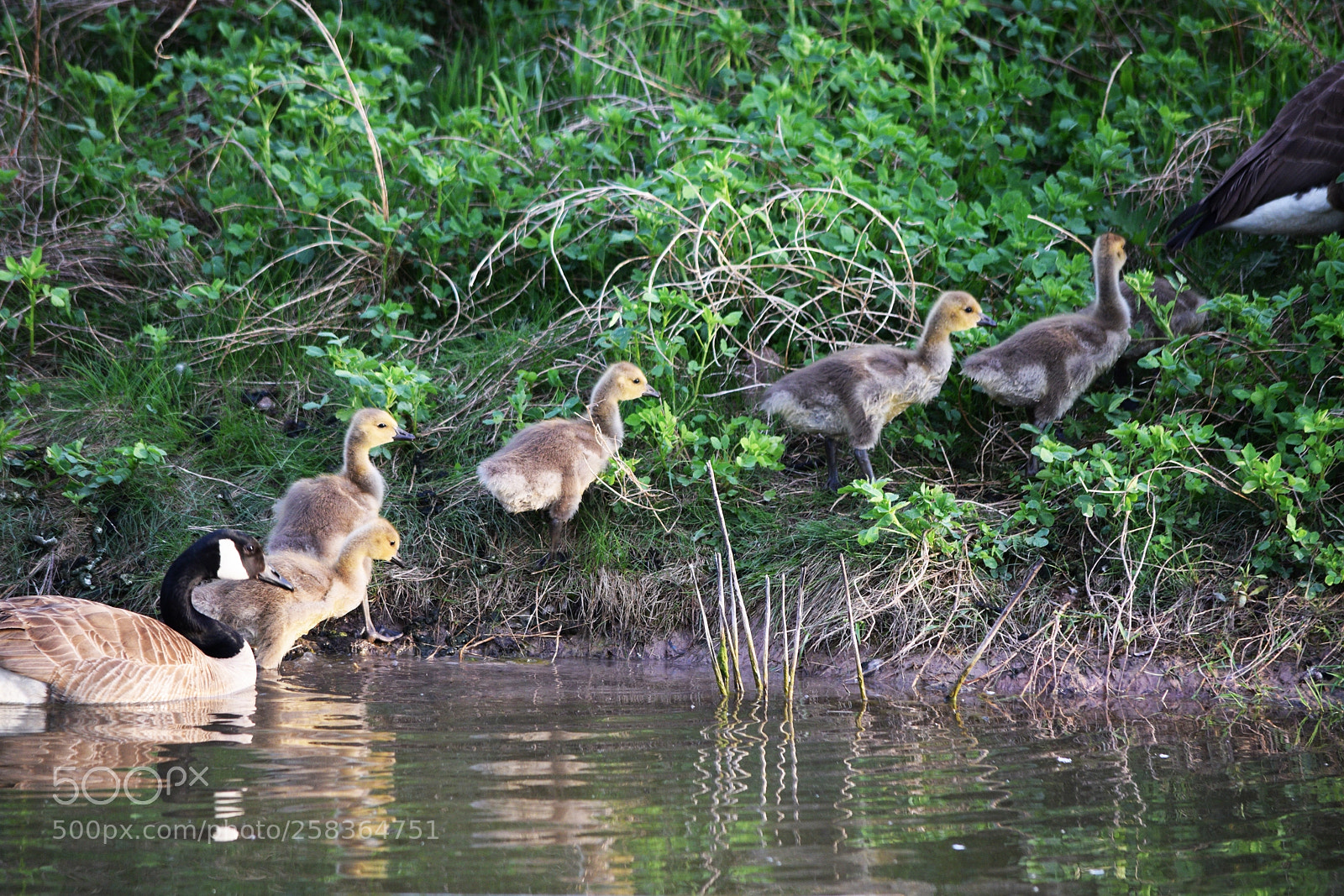 Nikon D3300 sample photo. On guard photography