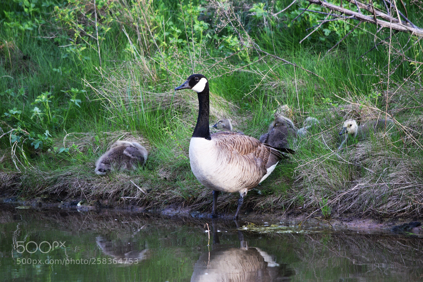 Nikon D3300 sample photo. On guard photography