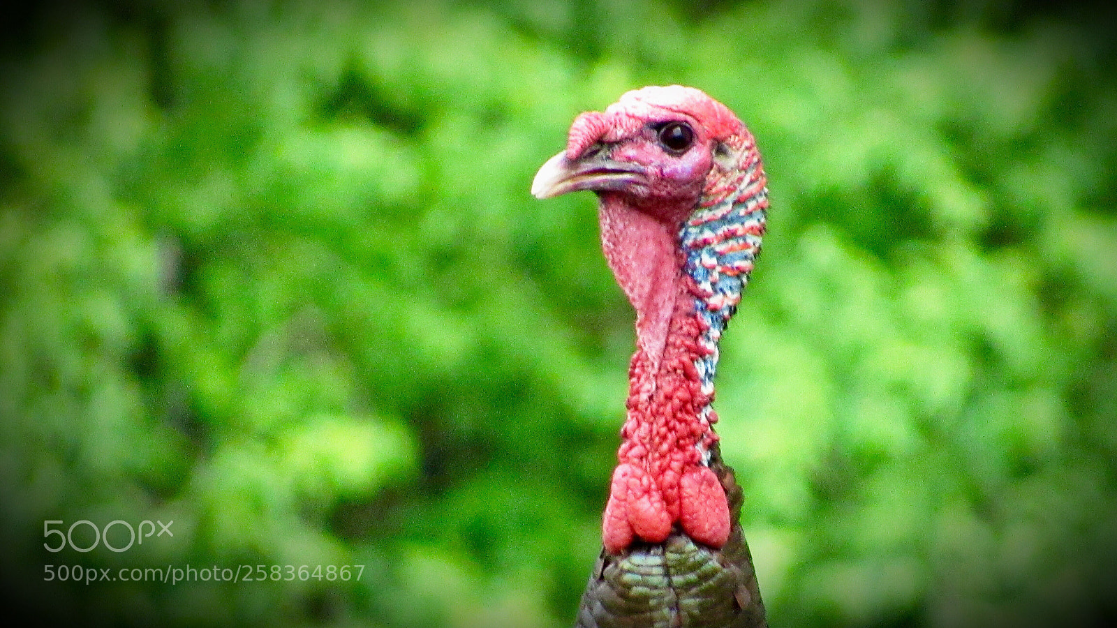 Canon PowerShot SX530 HS sample photo. Big turkey photography