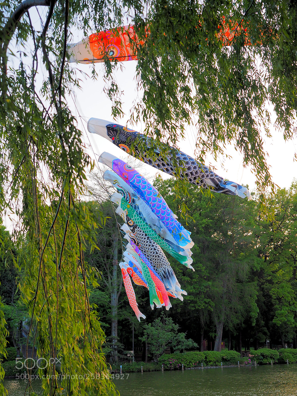 Olympus OM-D E-M5 II sample photo. May carp streamers photography
