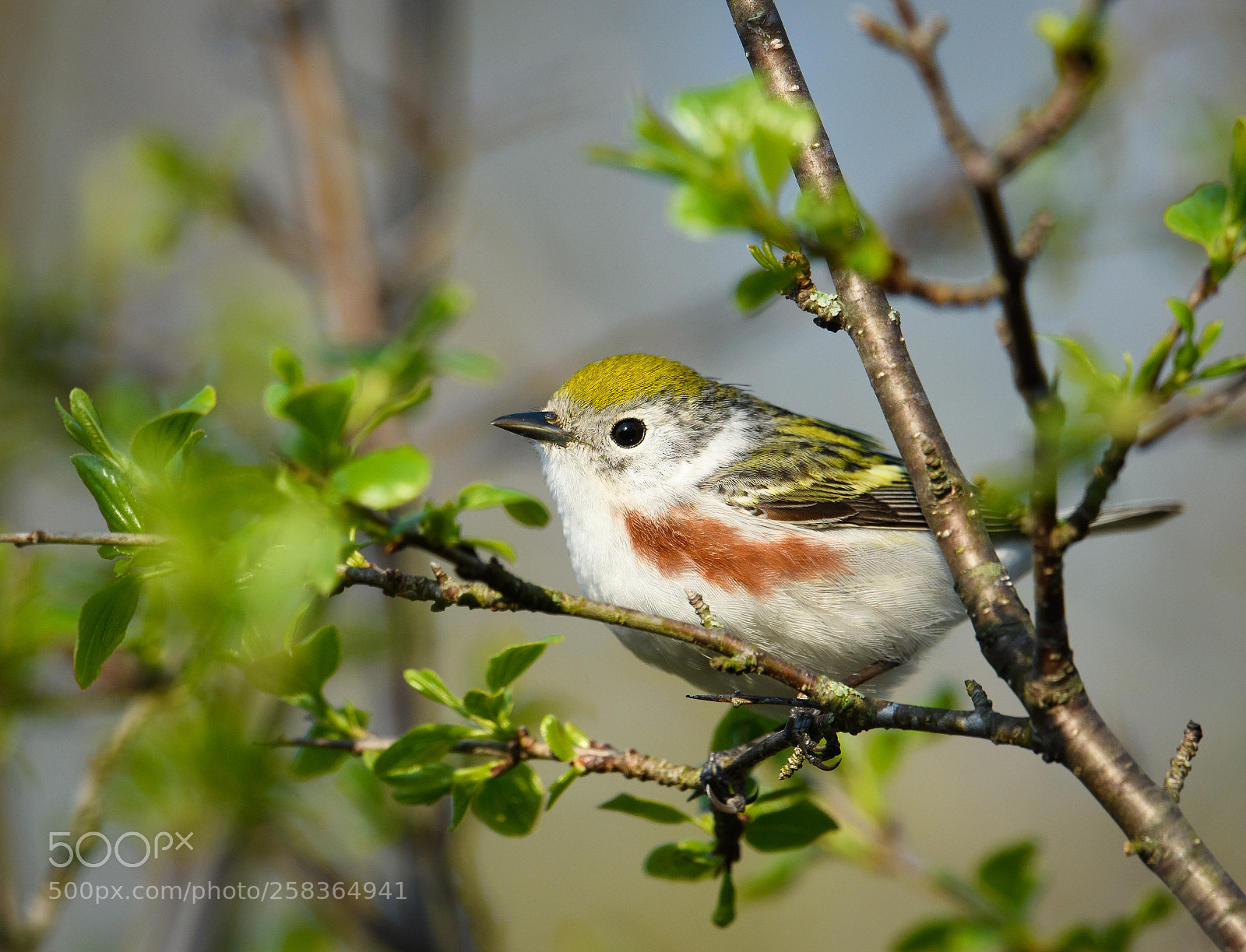 Nikon D850 sample photo. Chestnut sided warbler up photography