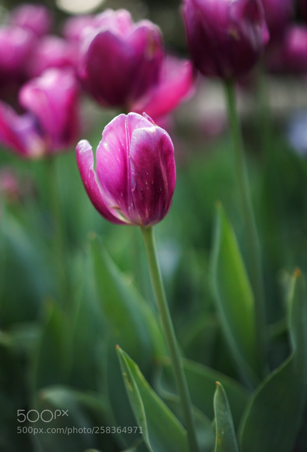Sony a7 II sample photo. Tulip 10 photography