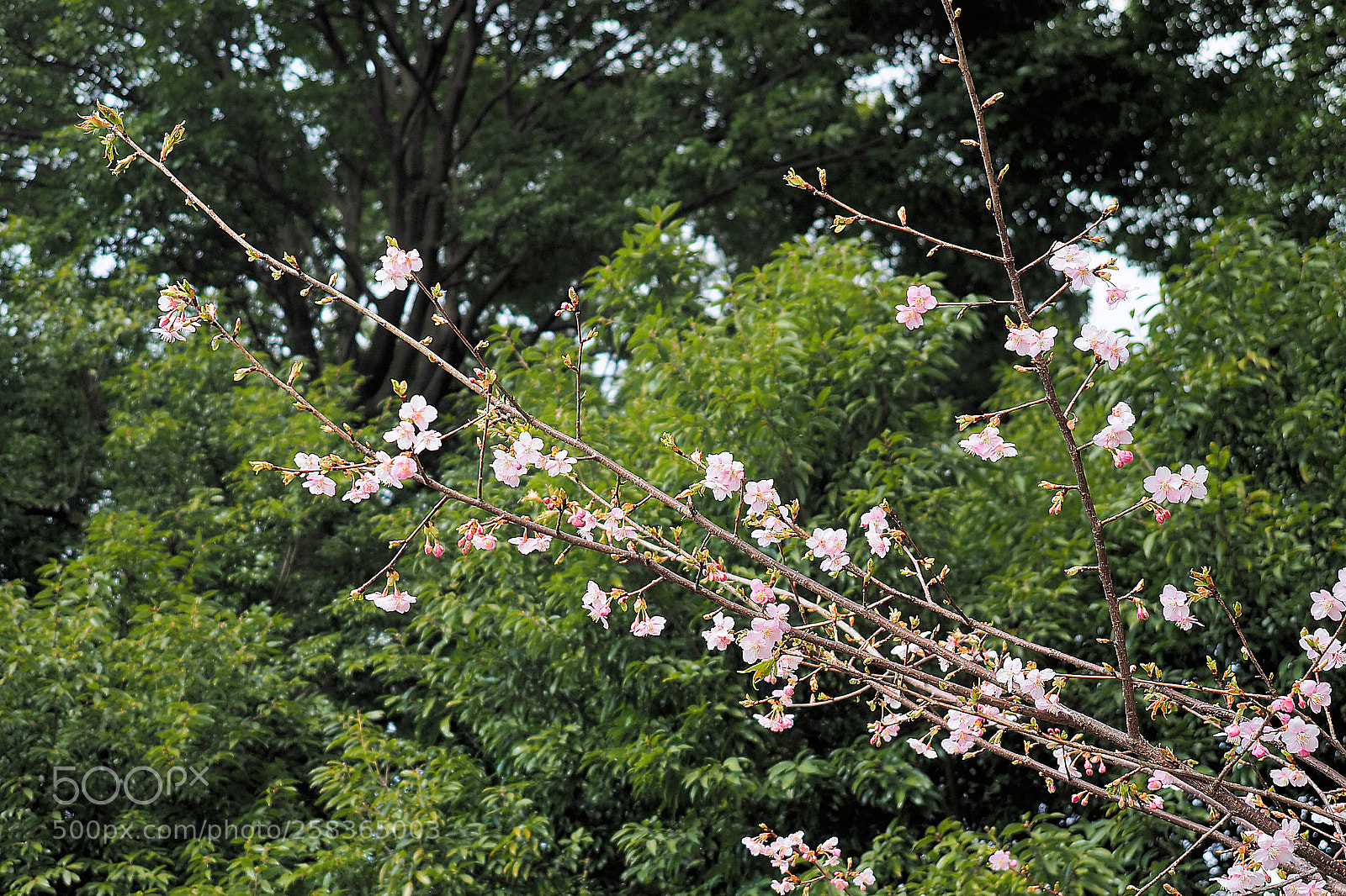 Olympus OM-D E-M5 II sample photo. Zenpukuji park photography