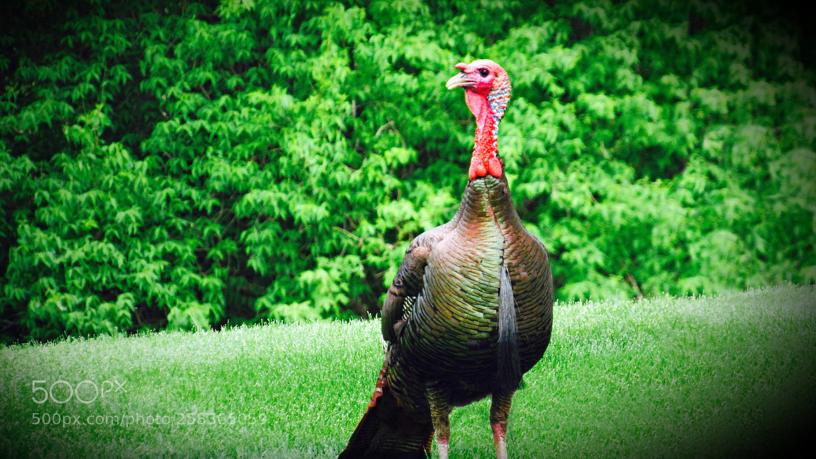 Canon PowerShot SX530 HS sample photo. Tom turkey photography