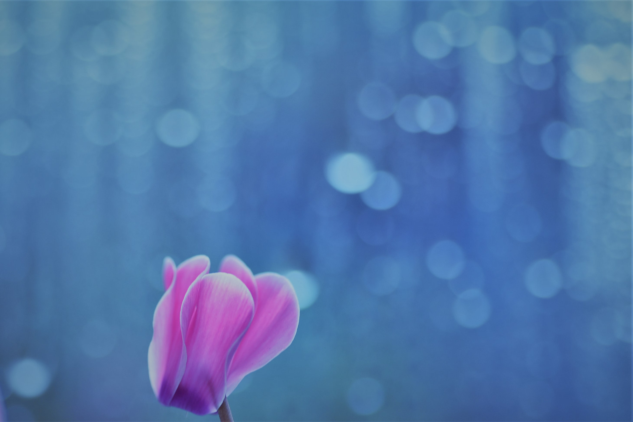 Nikon D750 sample photo. Wet in the rain♪ photography