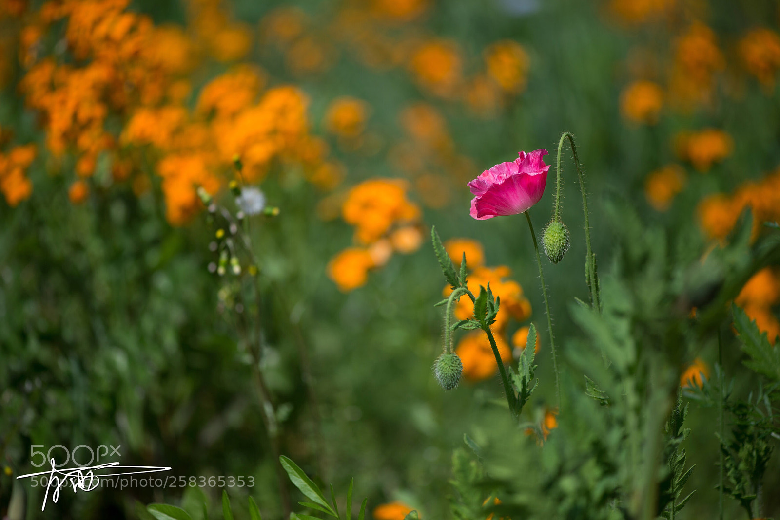 Nikon D610 sample photo. Untitled photography