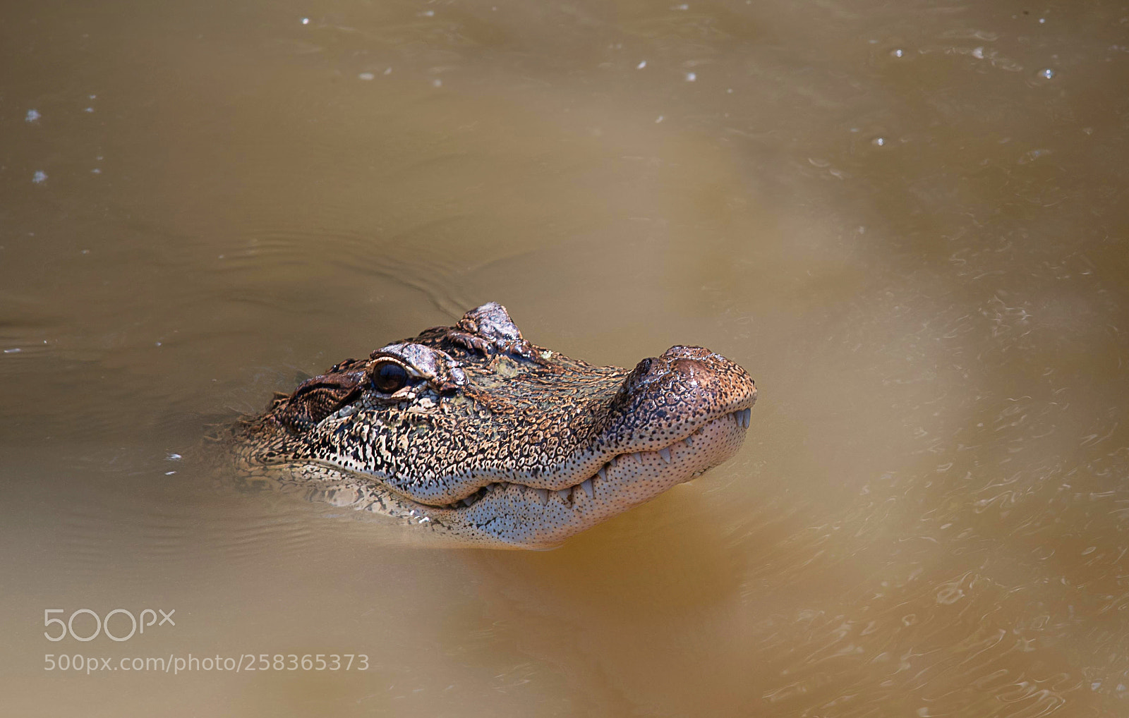 Nikon D750 sample photo. Portrait of a gator photography