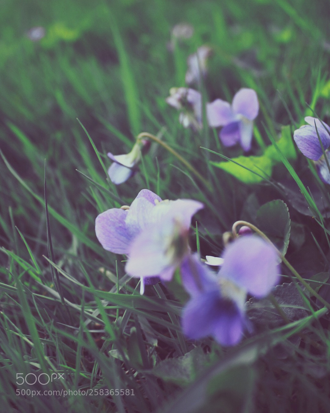 Canon EOS 1300D (EOS Rebel T6 / EOS Kiss X80) sample photo. Grass so fancy photography