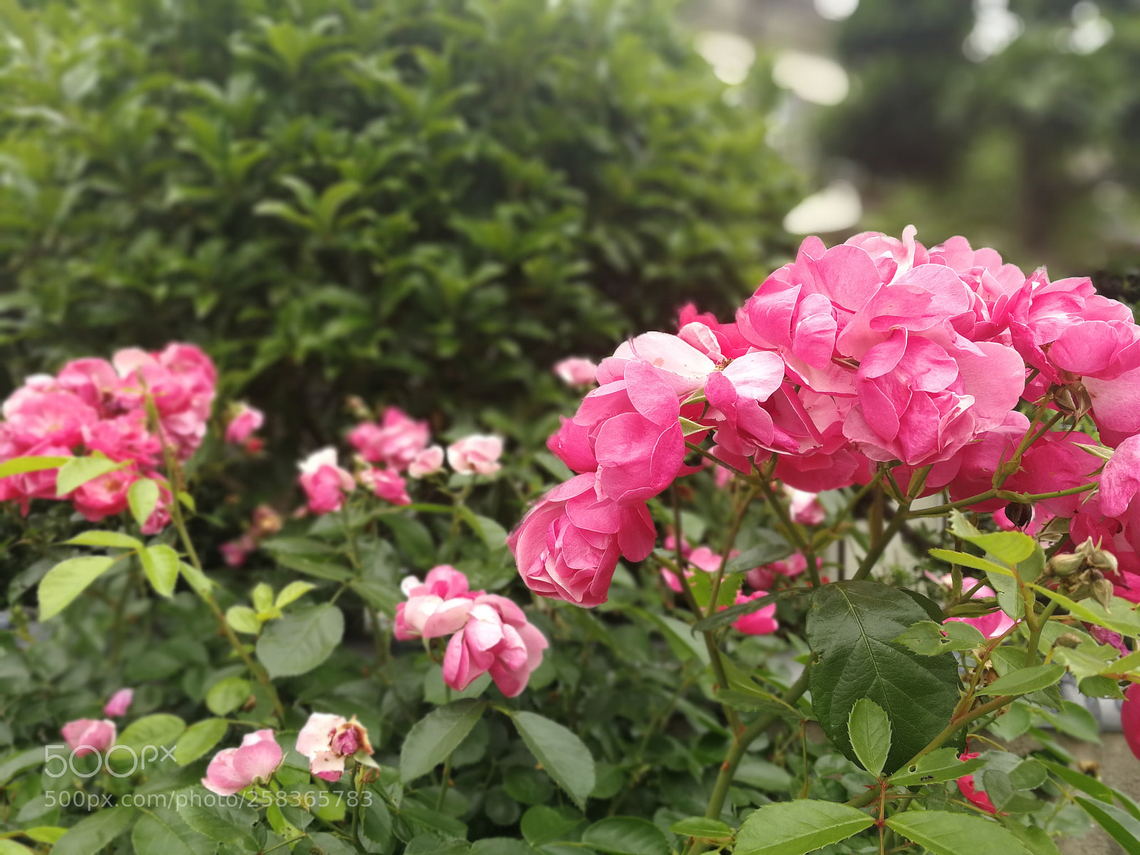 HUAWEI P10 sample photo. Untitled photography