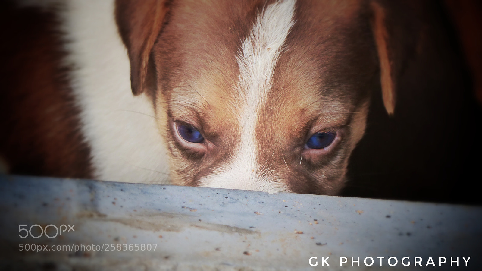 Panasonic Lumix DMC-FZ200 sample photo. Blue eyes photography