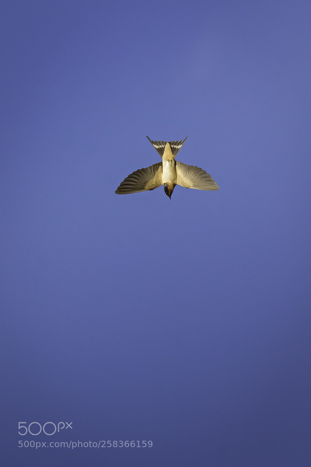Canon EOS 7D Mark II sample photo. Vuelo en picada photography