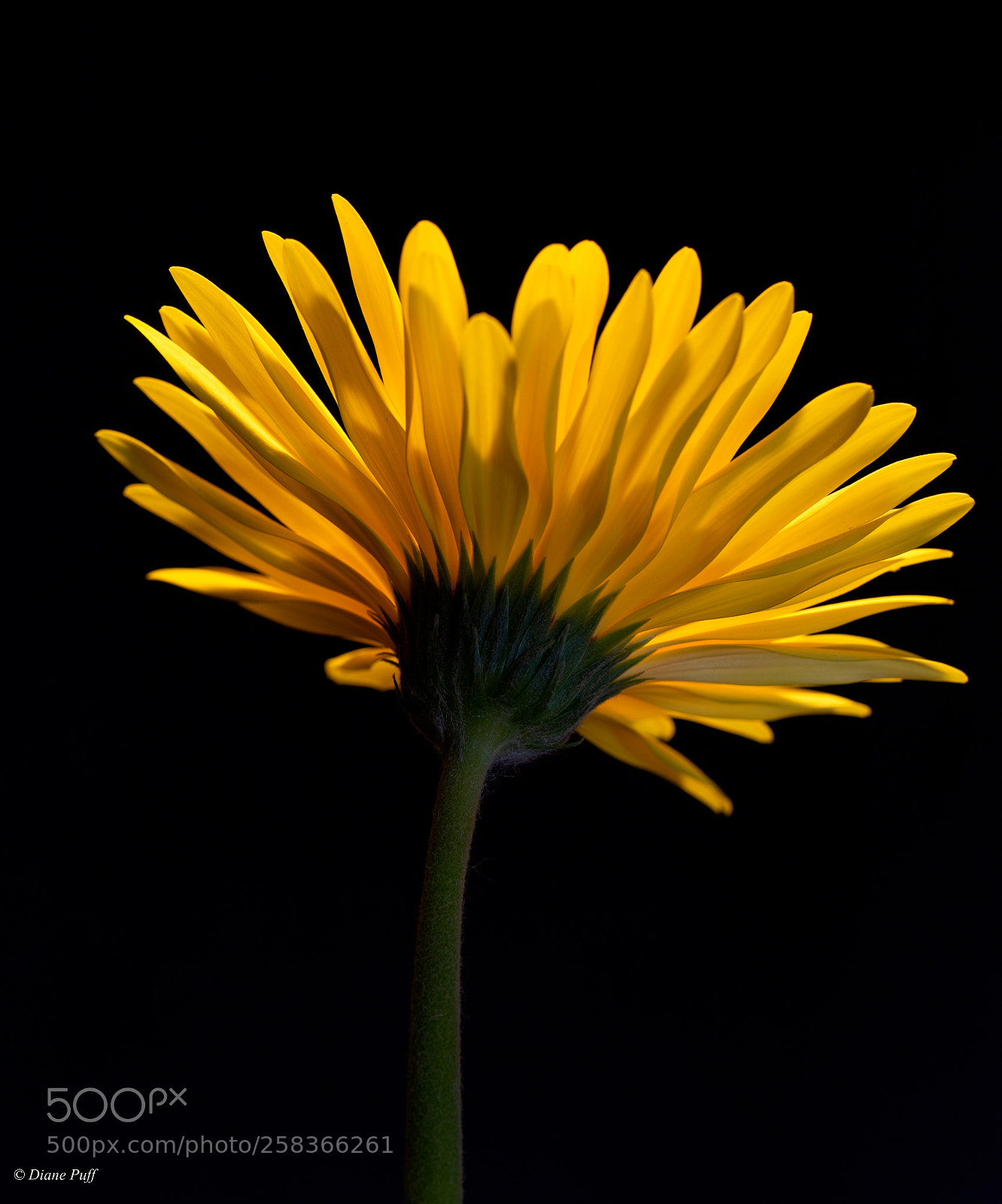 Canon EOS 6D sample photo. Hold sunshine in a photography