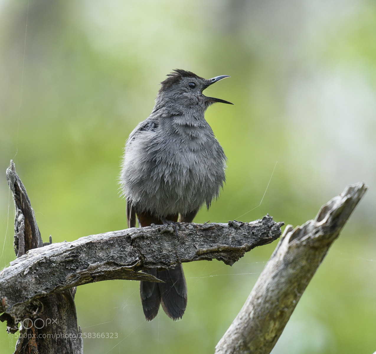 Nikon D810 sample photo. Grey catbird photography