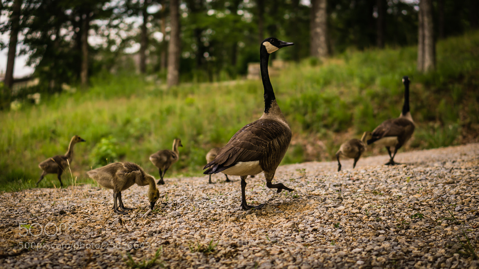 Sony a6000 sample photo. Family of canadian geese photography