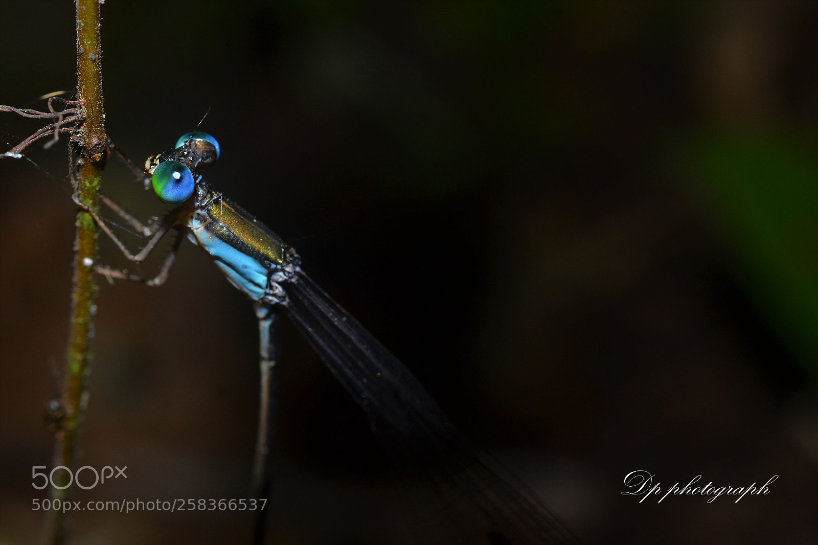 Nikon D3100 sample photo. Those beautiful eyes photography