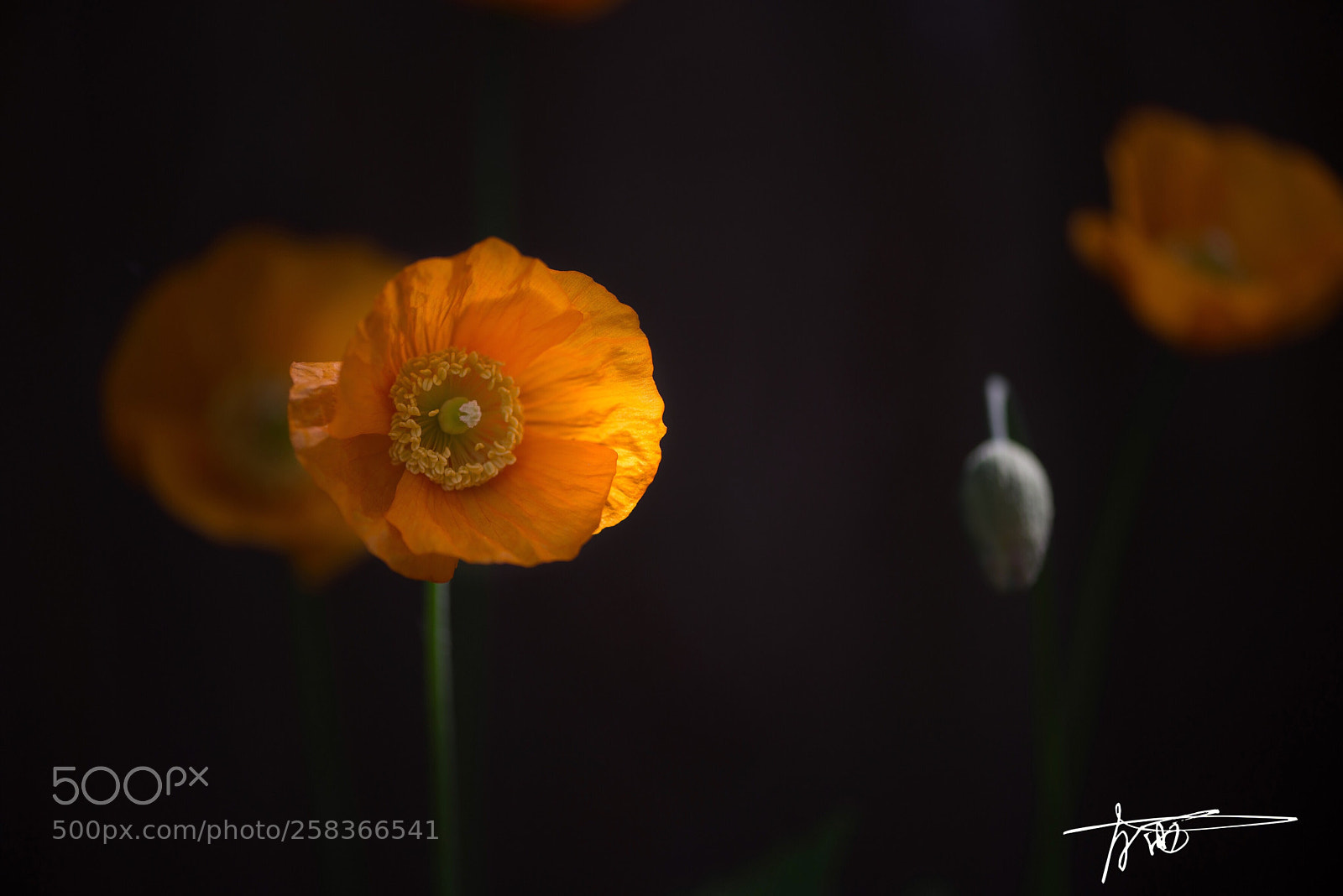 Nikon D610 sample photo. Golden poppies photography