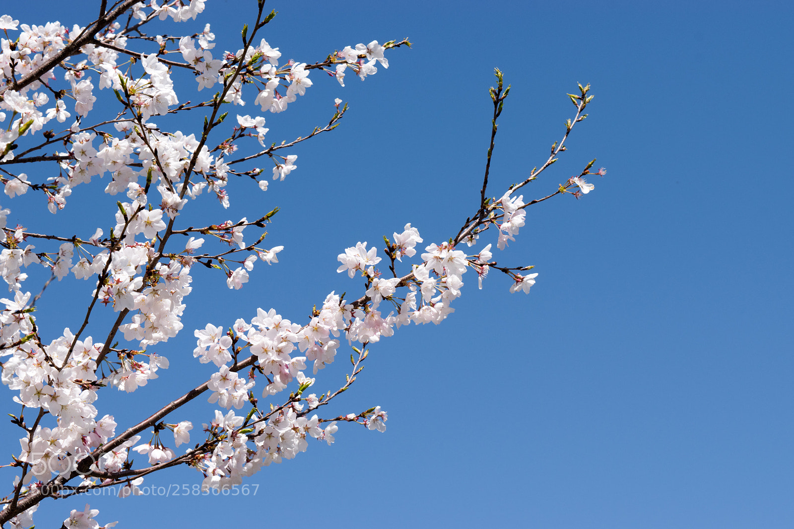Nikon D3300 sample photo. Cherry blossom photography