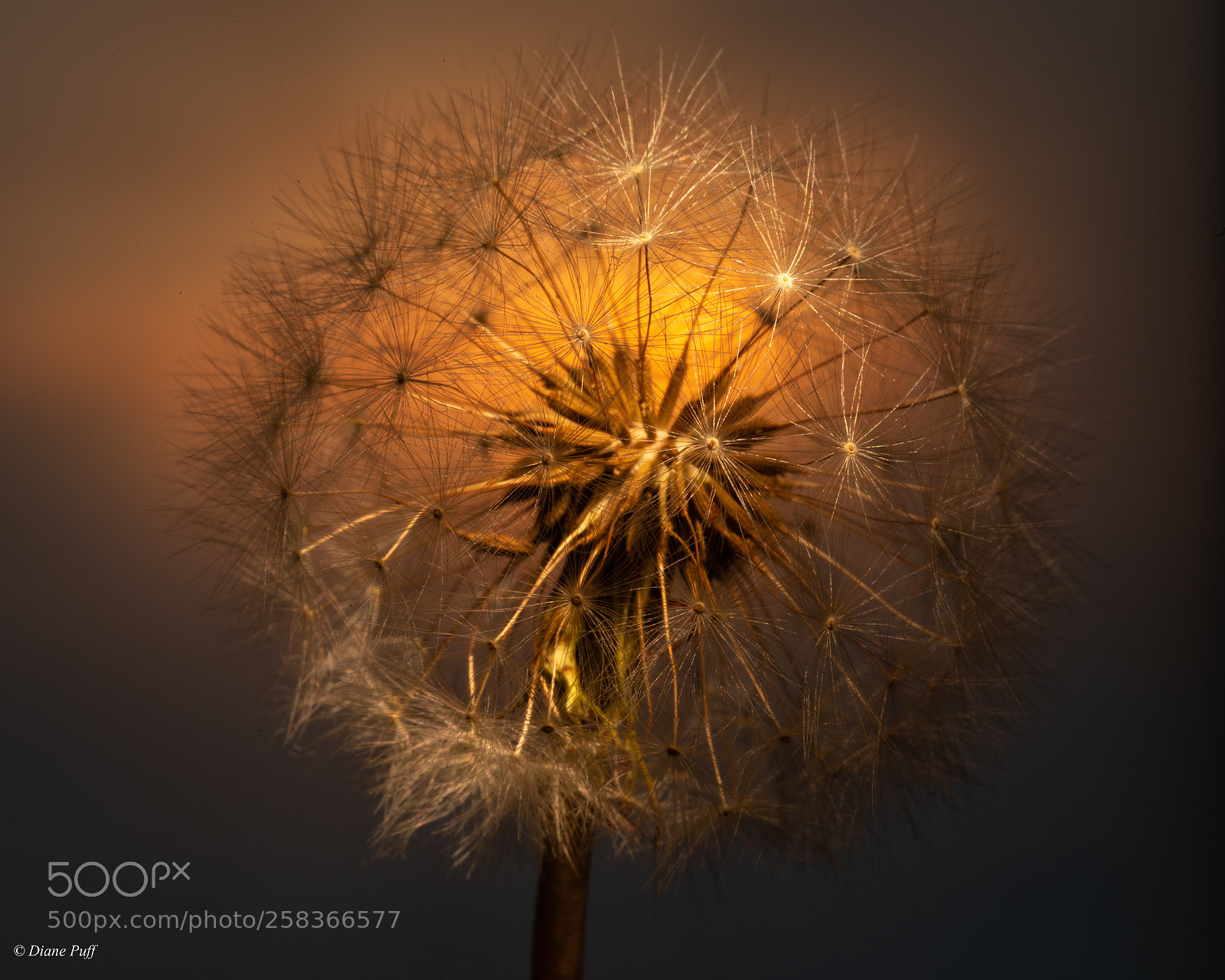 Canon EOS 6D sample photo. Sunset dandelion photography