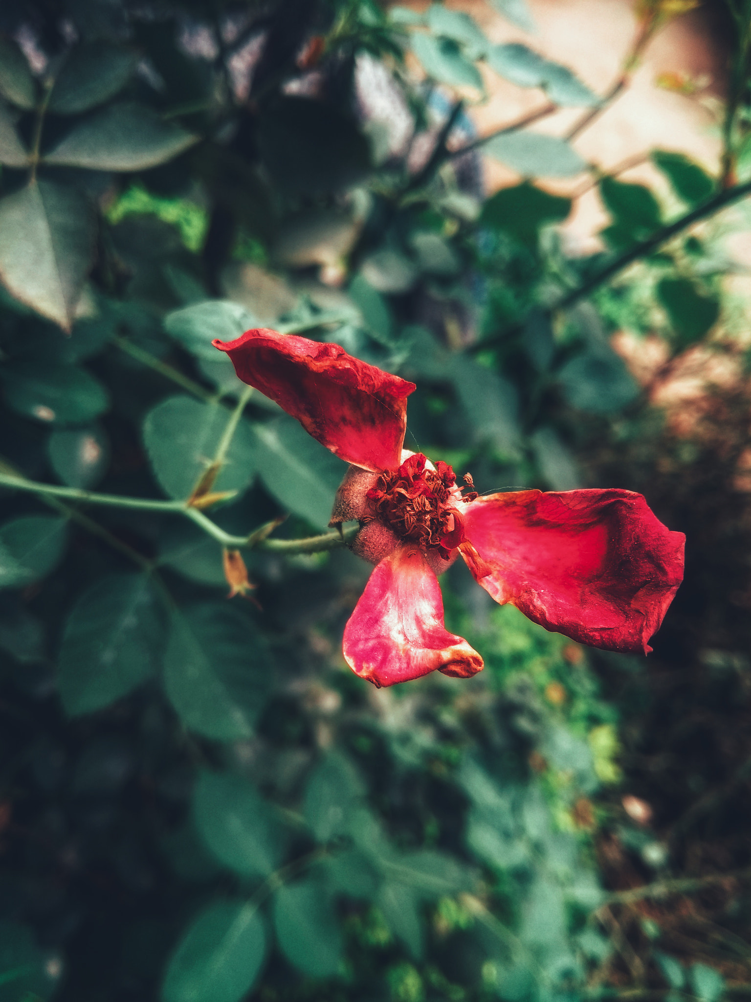 Motorola Moto G (5th Gen) sample photo