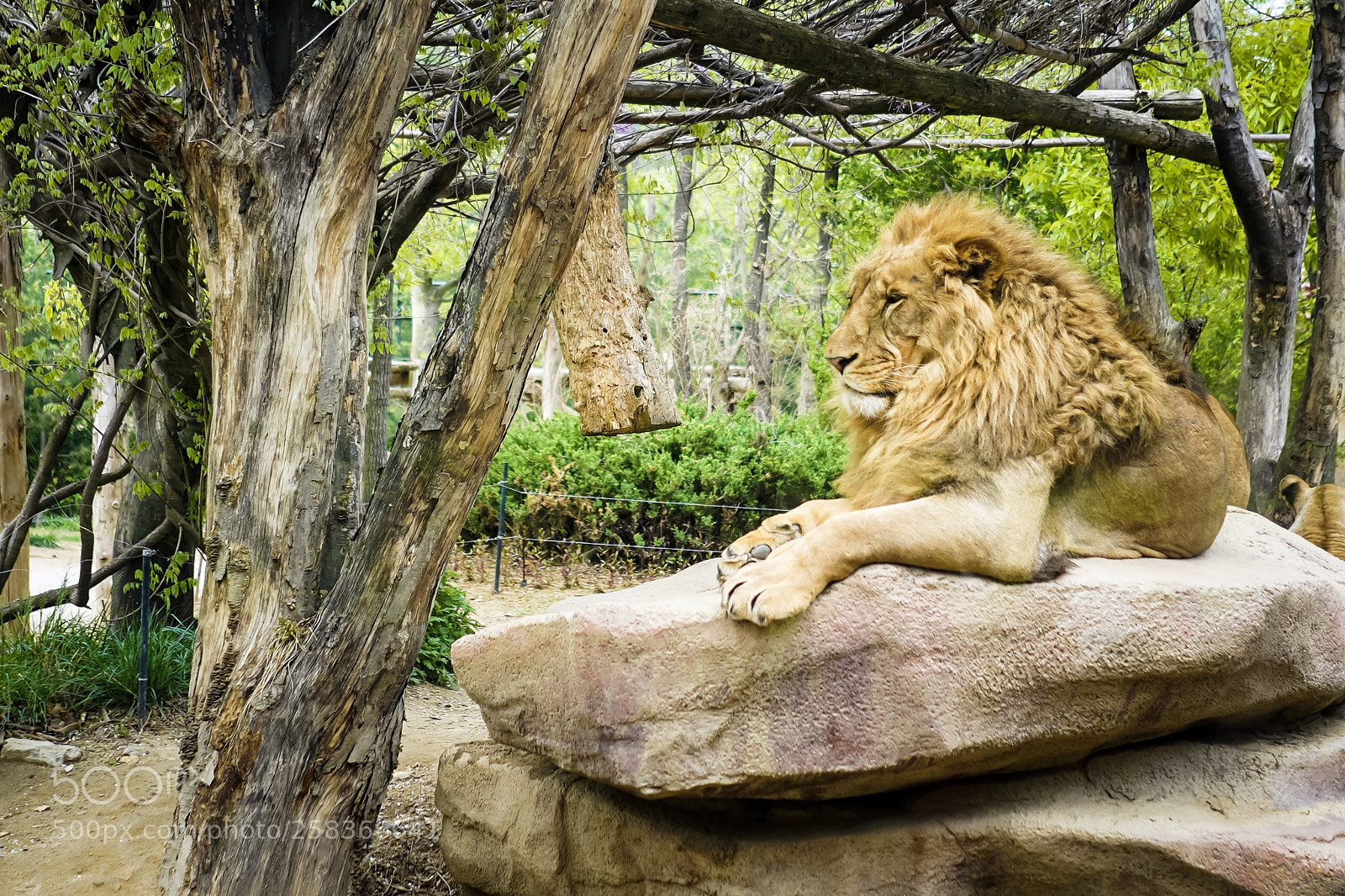 Sony a7 III sample photo. King of the jungle photography