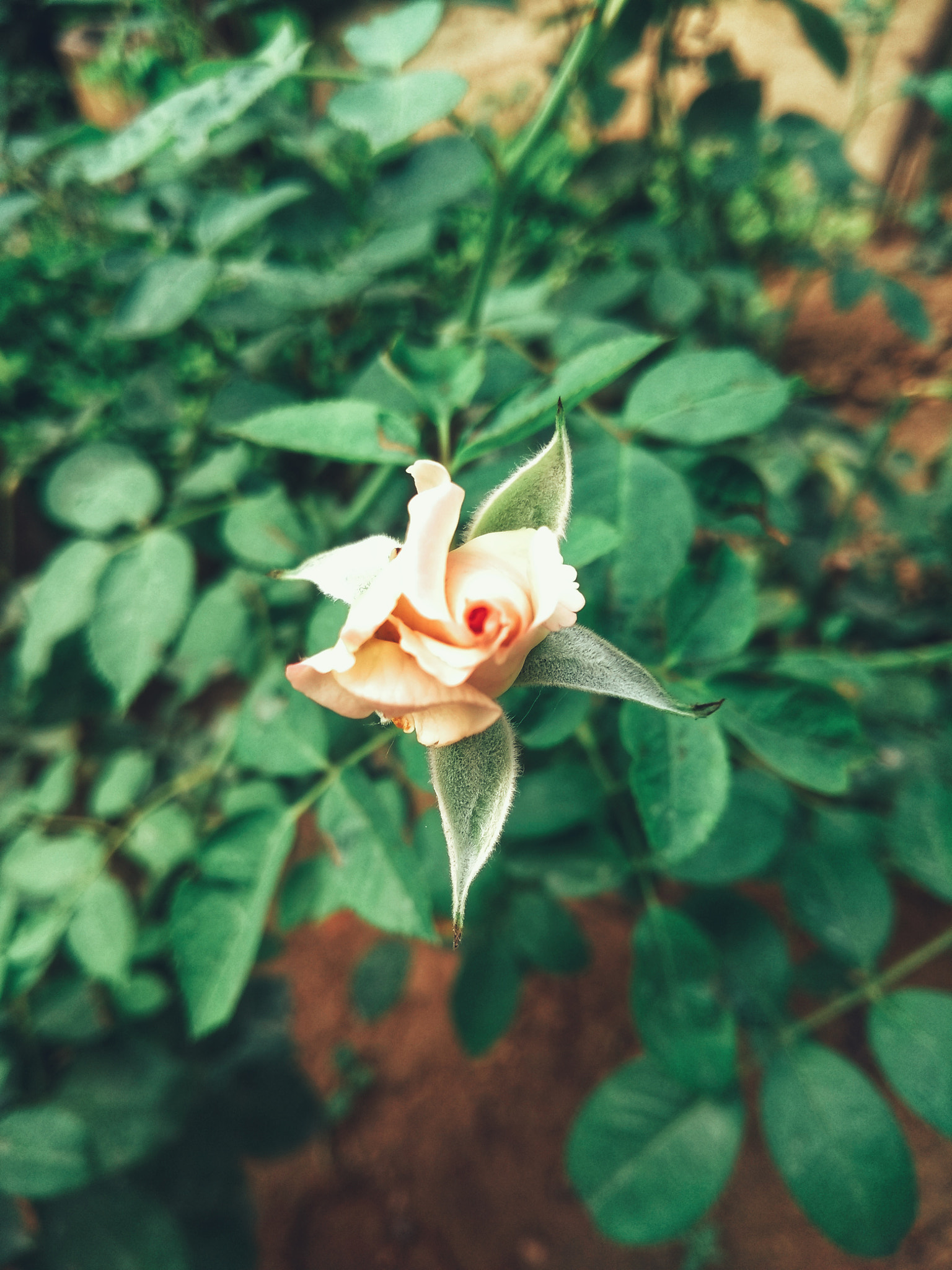 Motorola Moto G (5th Gen) sample photo