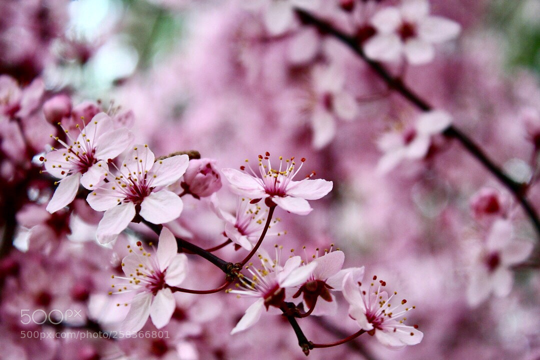 Canon EOS 350D (EOS Digital Rebel XT / EOS Kiss Digital N) sample photo. Blossoms  photography