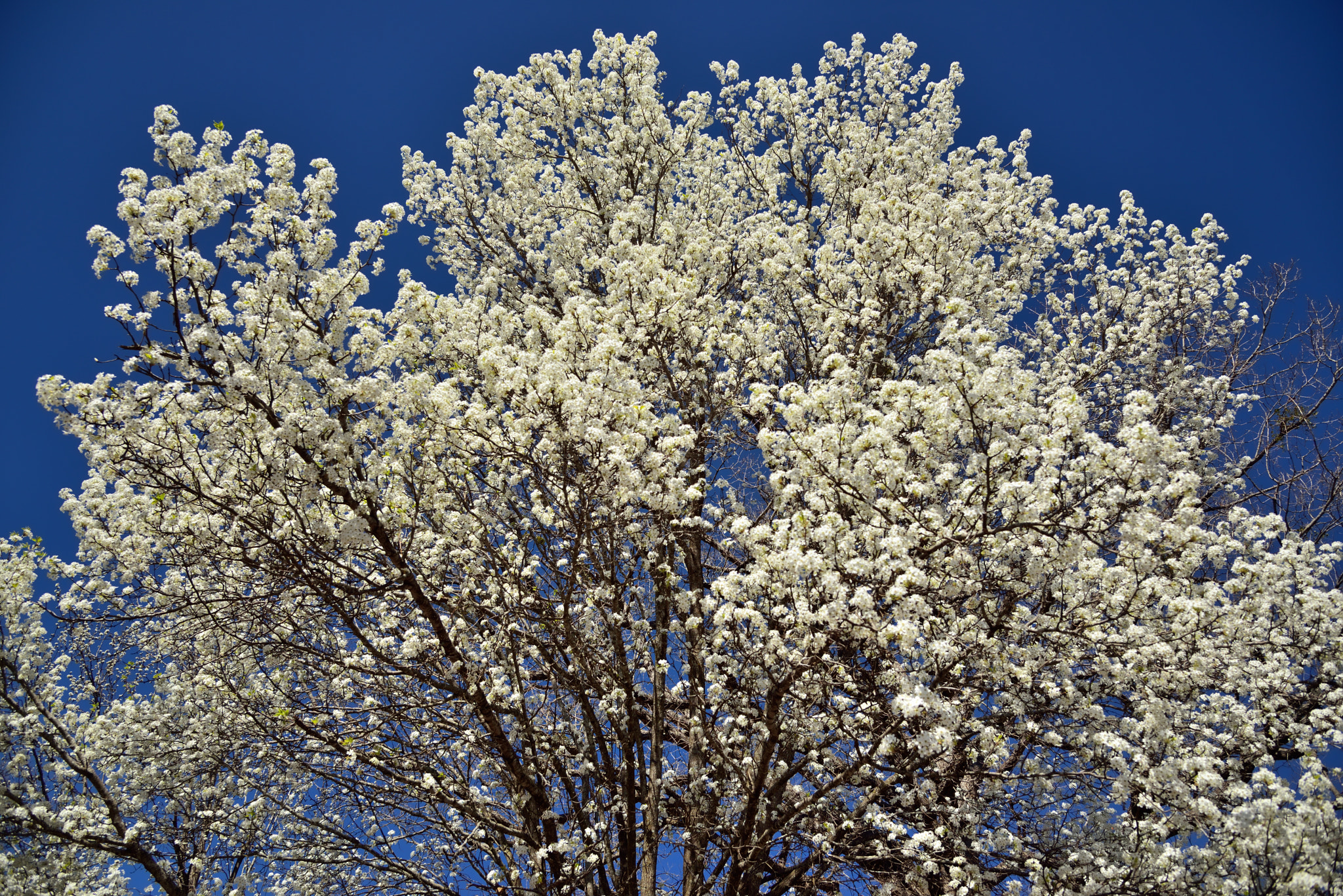 Nikon AF-S Nikkor 24-120mm F4G ED VR sample photo. Pear tree blossoms in jasper...arkansas photography
