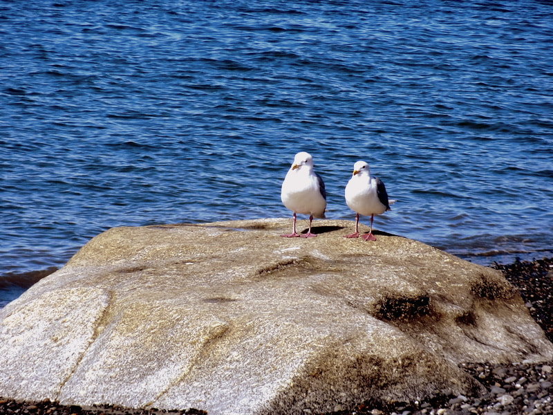 Sony Cyber-shot DSC-HX9V sample photo. Two gulls on a photography