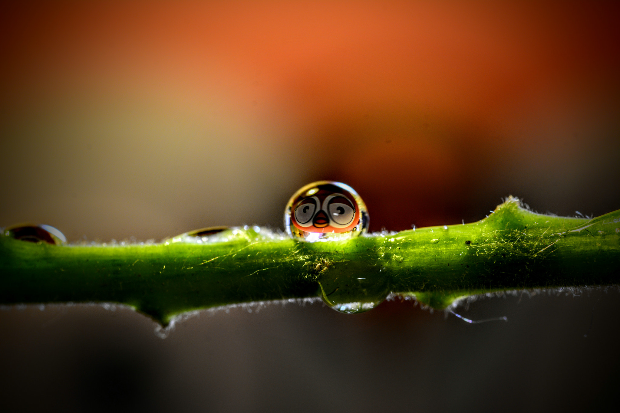 Sigma 105mm F2.8 EX DG OS HSM sample photo. Che goccia.....simpatica photography