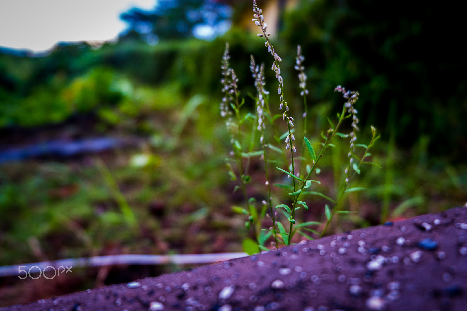 Fujifilm X-A10 sample photo. Moodyleaf photography