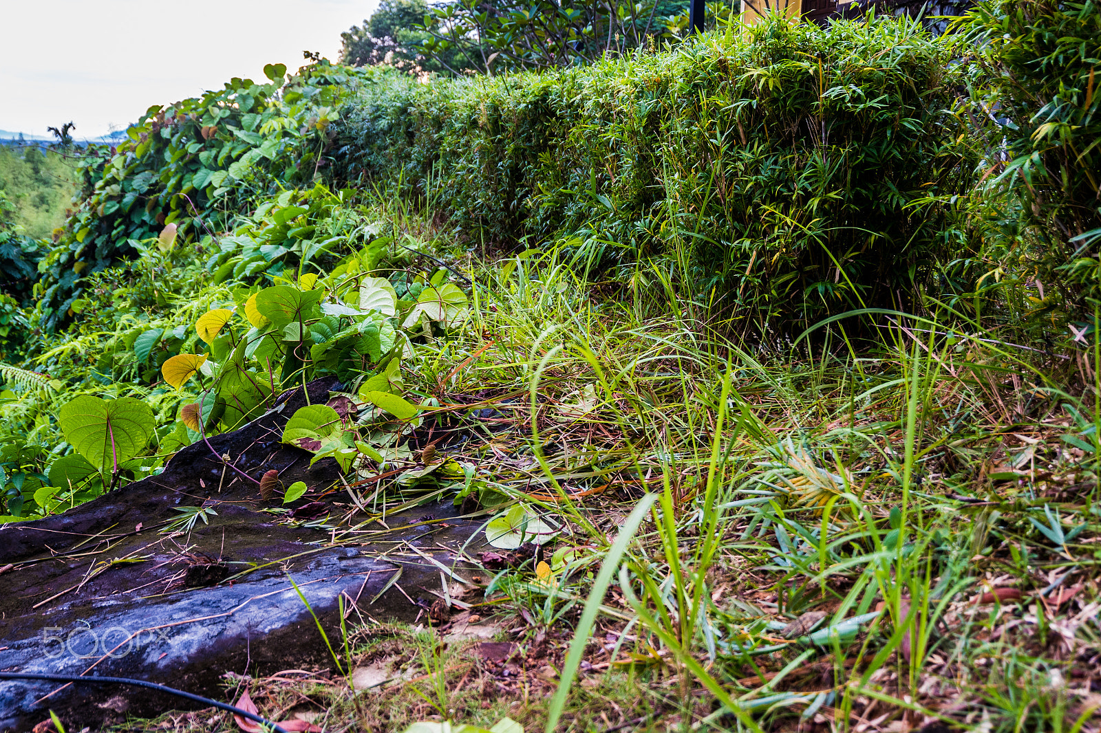Fujifilm X-A10 sample photo. Morninggrass photography