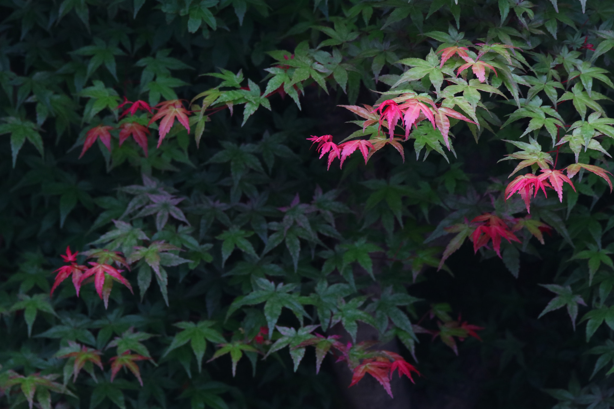 Tamron SP 150-600mm F5-6.3 Di VC USD sample photo. 点缀embellish photography