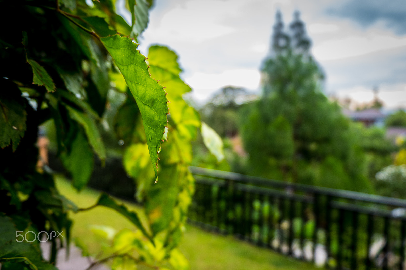 Fujifilm X-A10 sample photo. Morningleaf photography
