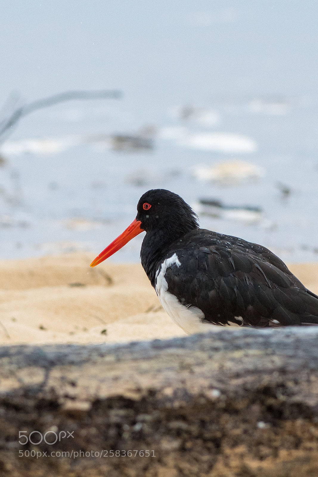 Nikon D500 sample photo. Pied oyster catcher photography