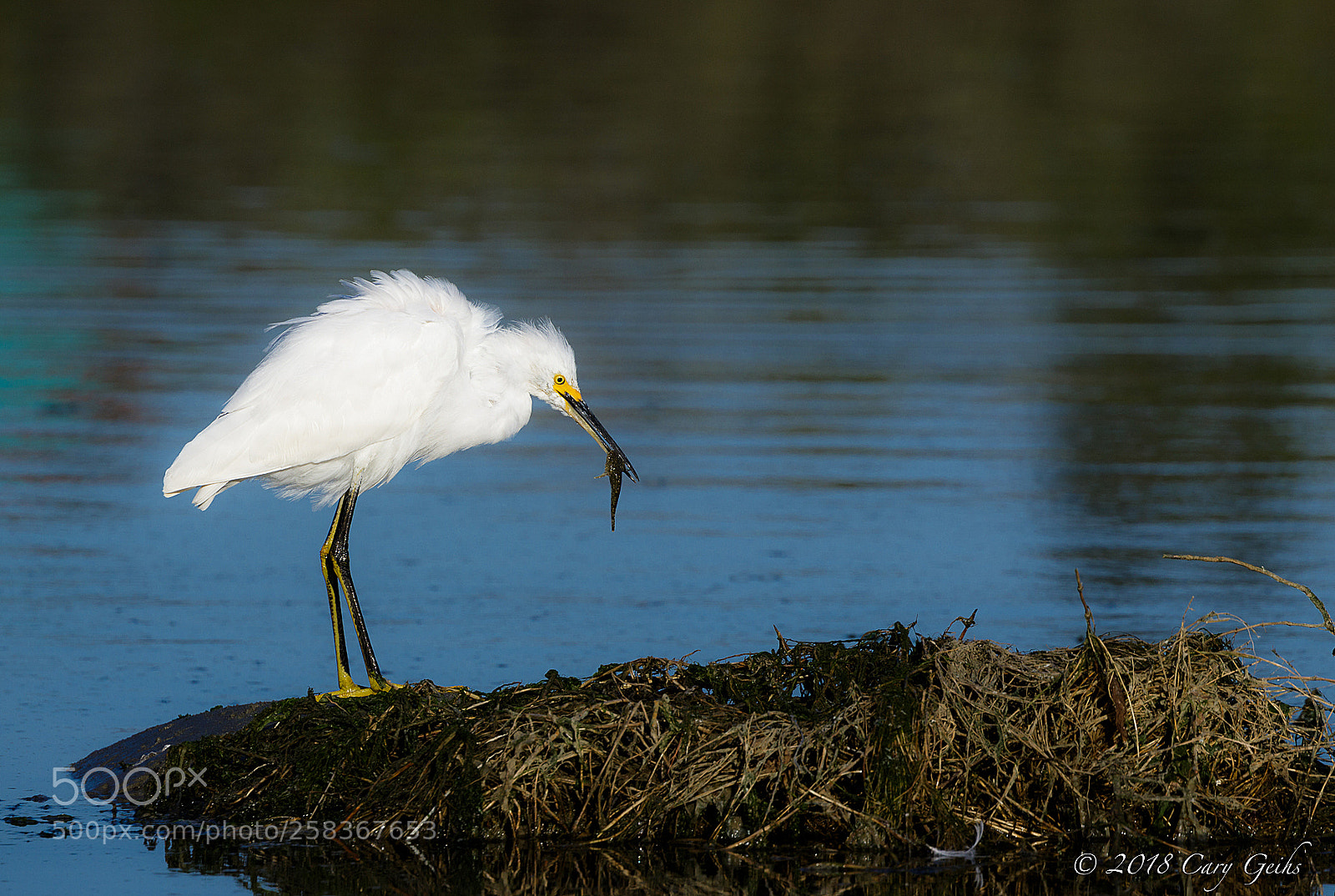 Canon EOS 7D Mark II sample photo. Catch of the day! photography