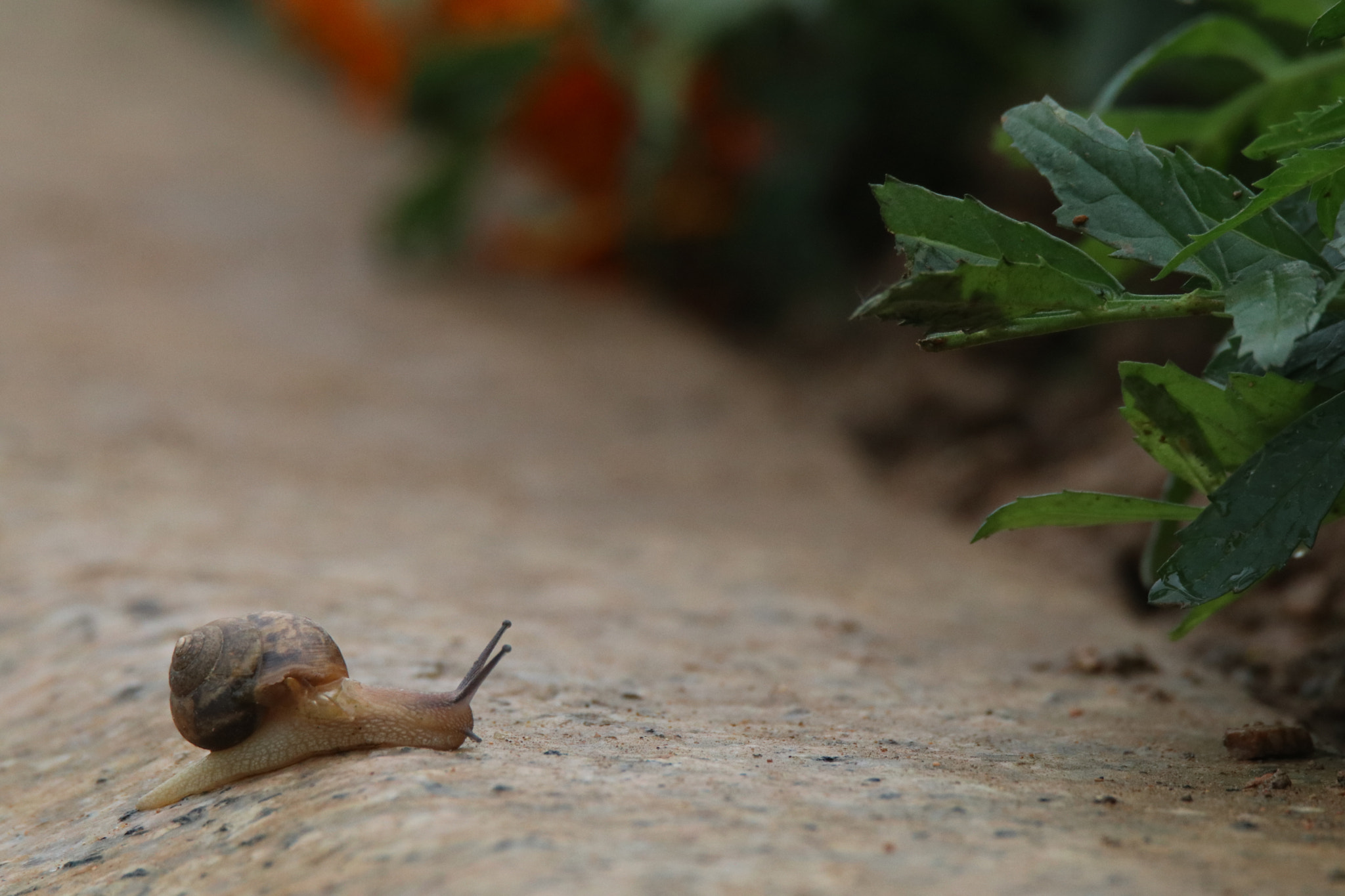 Canon EOS 80D + Tamron SP 150-600mm F5-6.3 Di VC USD sample photo. 我一直在努力a snail for a living. photography