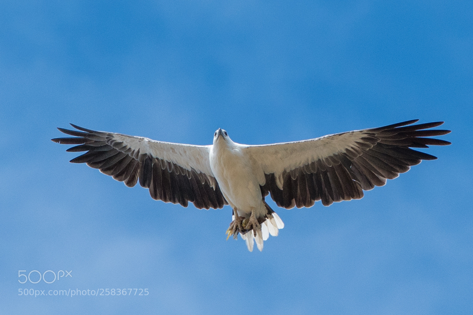 Nikon D500 sample photo. Sea eagle photography