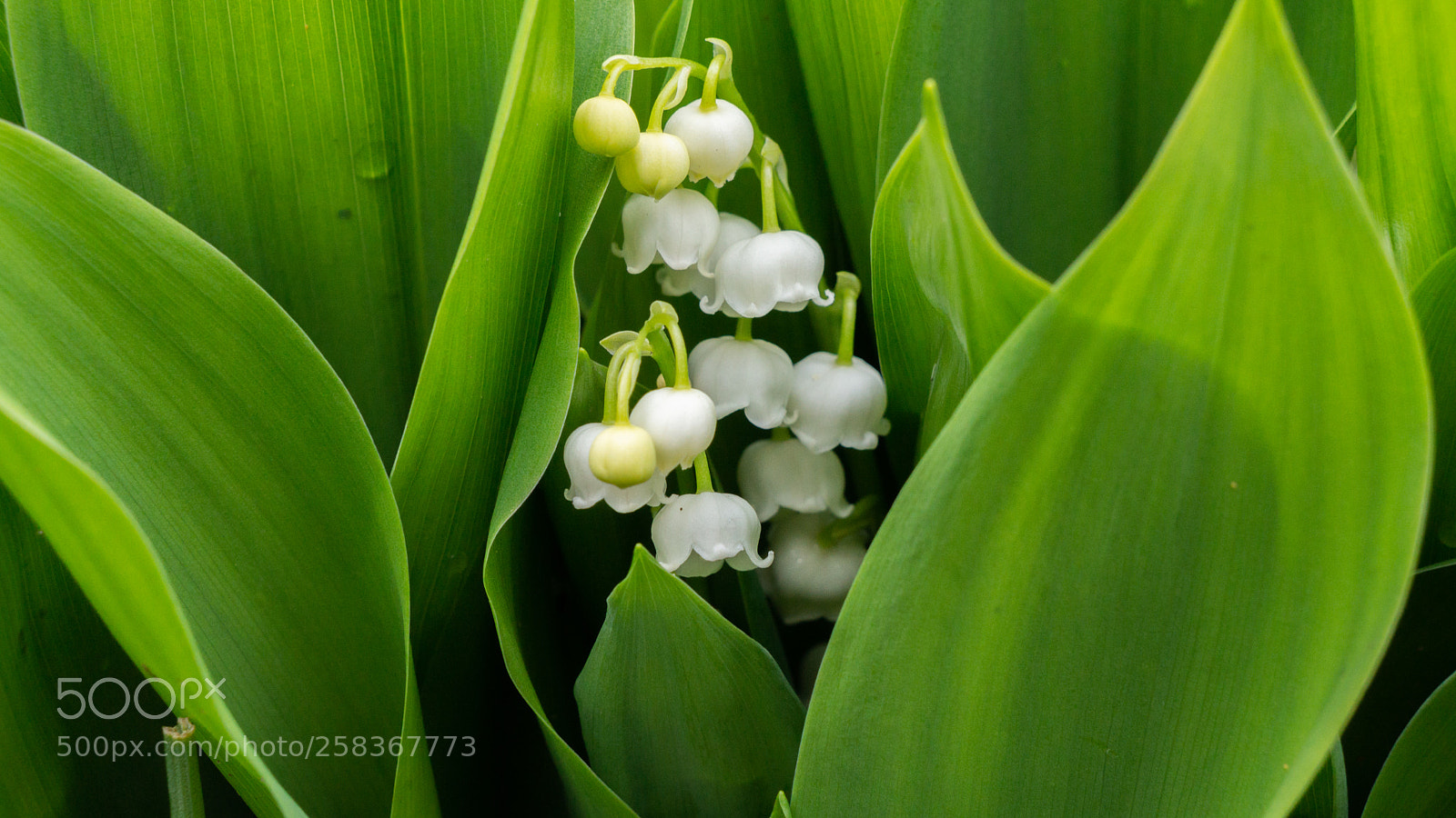 Sony Alpha NEX-7 sample photo. Untitled photography