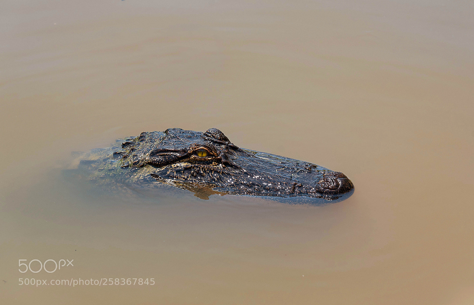 Nikon D750 sample photo. Alligator portrait photography