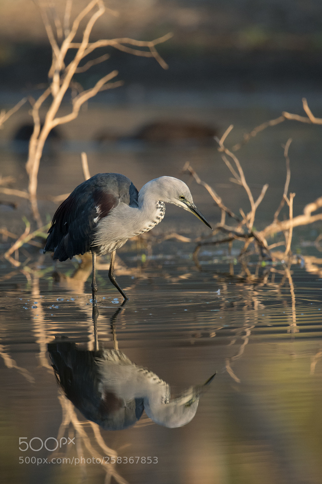 Nikon D500 sample photo. White necked heron photography