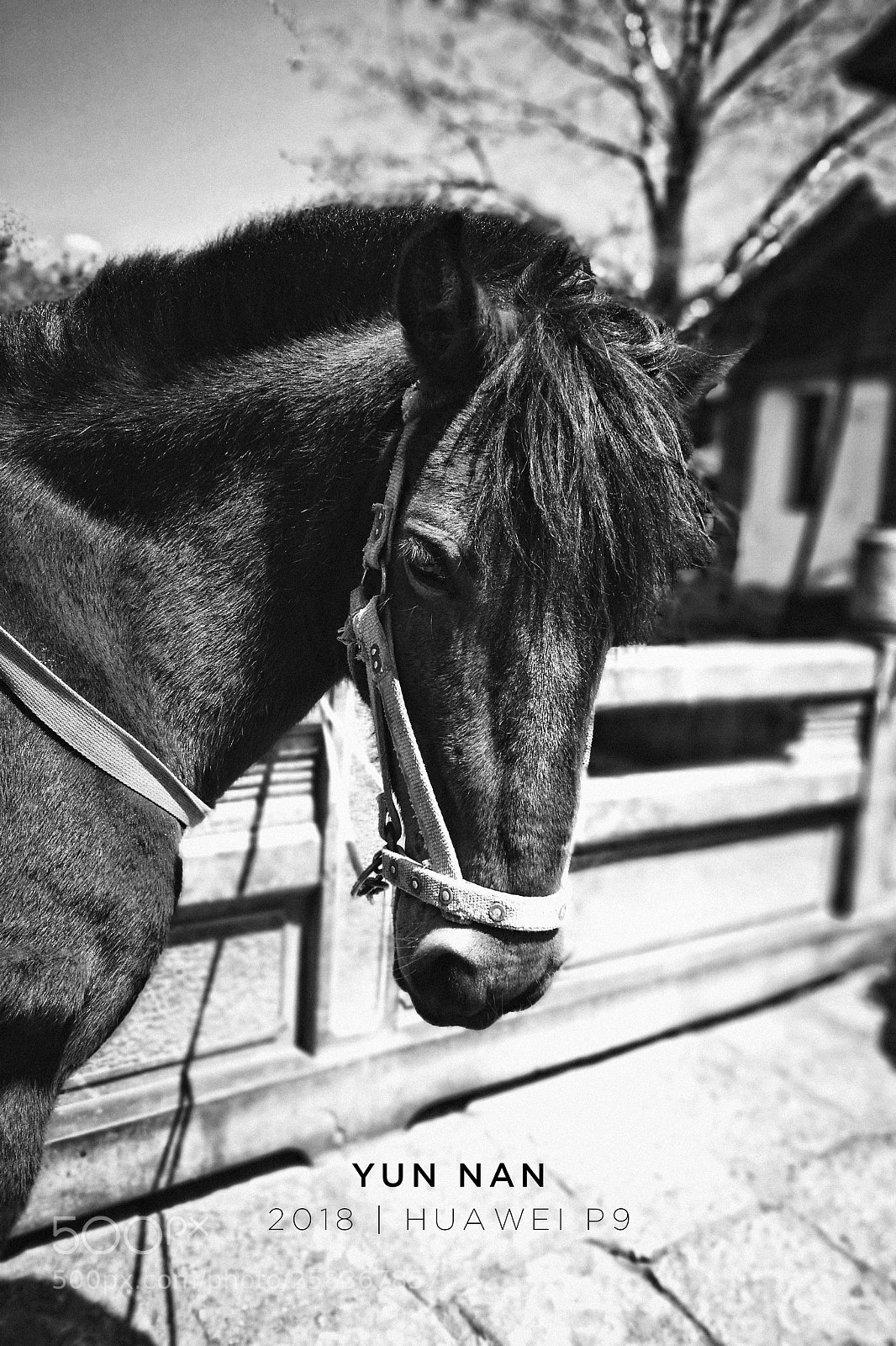 HUAWEI P9 sample photo. Untitled photography