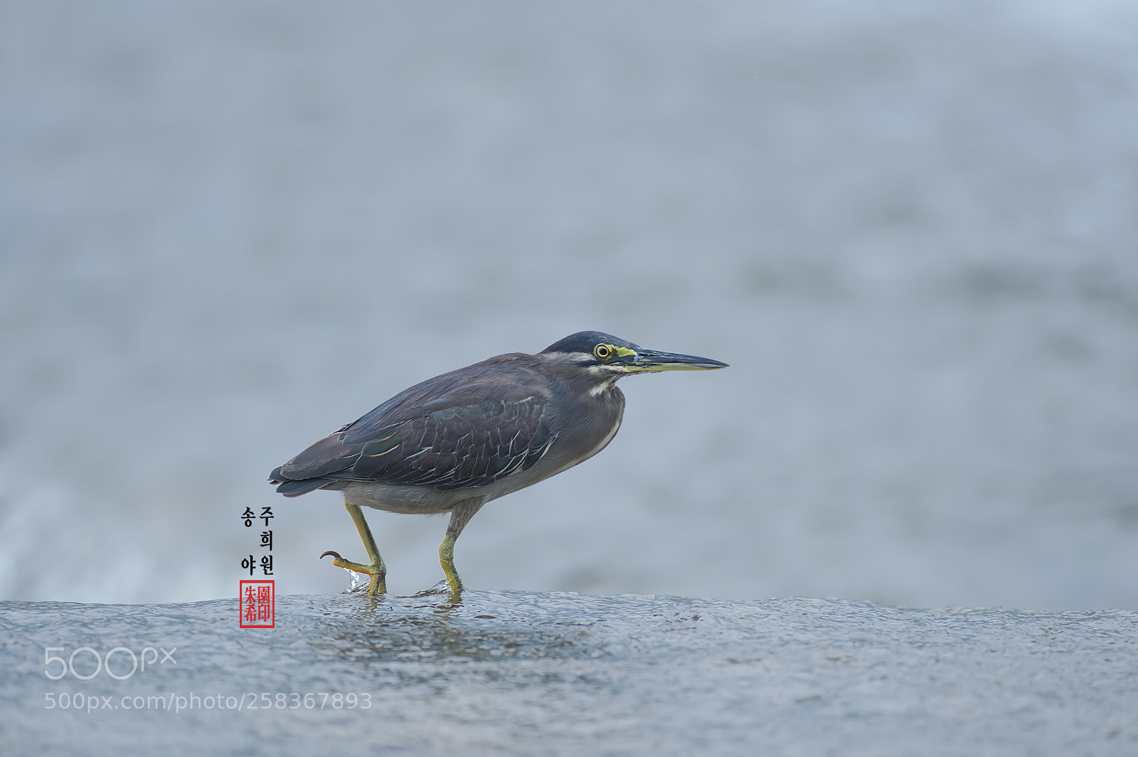 Nikon D4 sample photo. 검은댕기해오라기 photography
