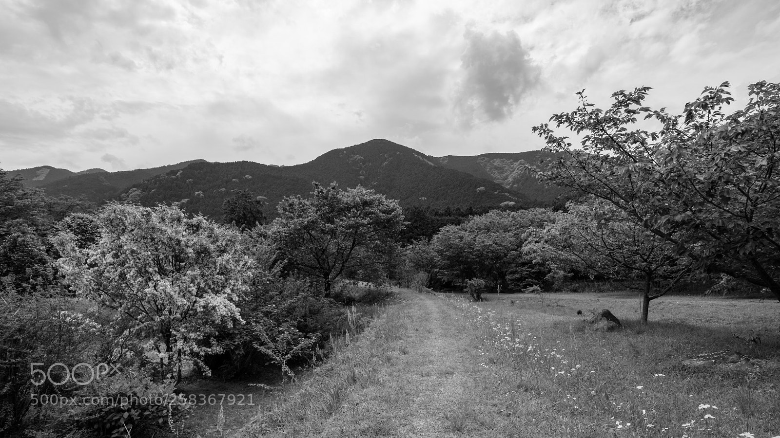 Canon EOS M3 sample photo. Forest of the wind photography