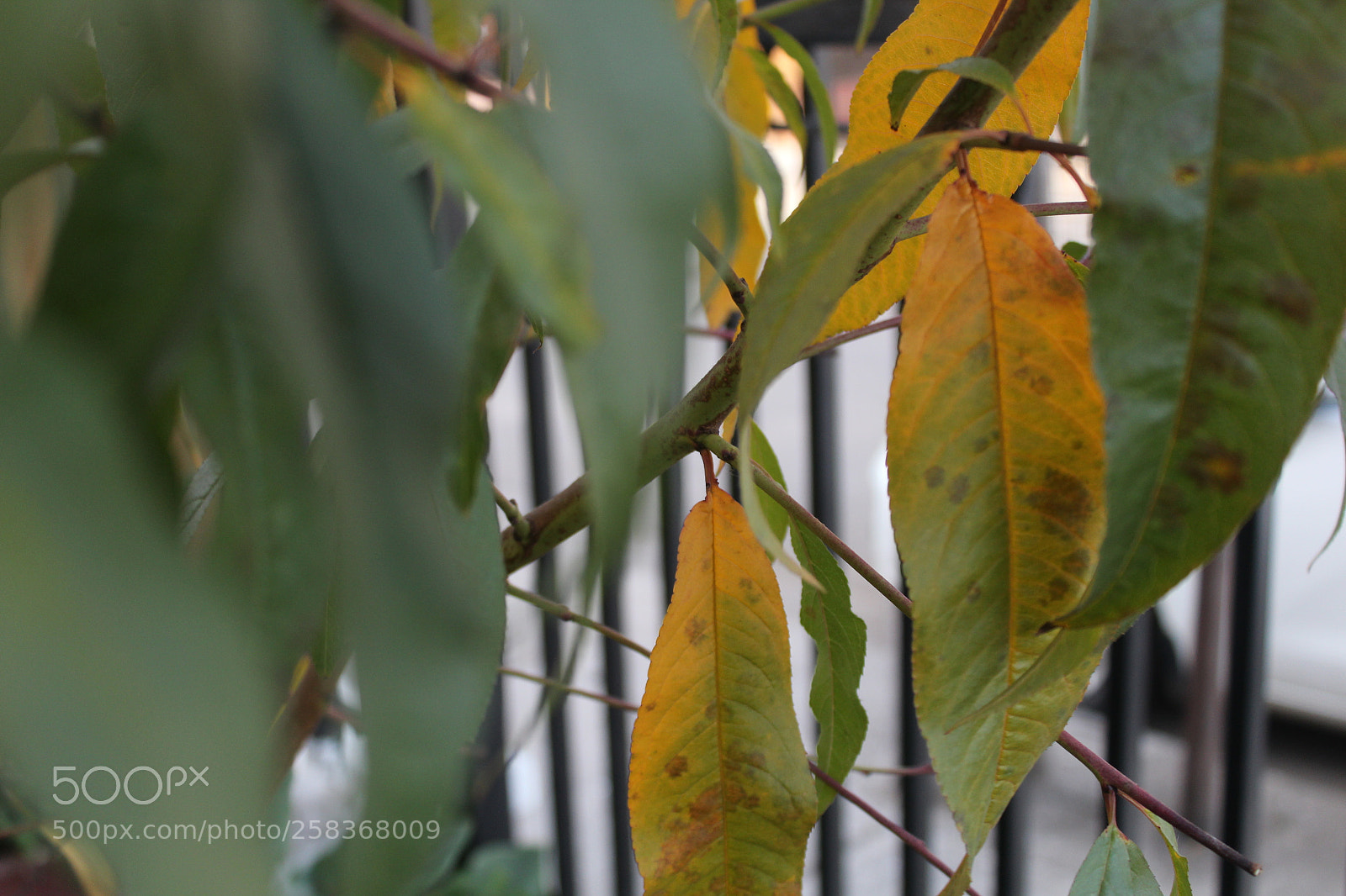 Canon EOS 1200D (EOS Rebel T5 / EOS Kiss X70 / EOS Hi) sample photo. Untitled photography