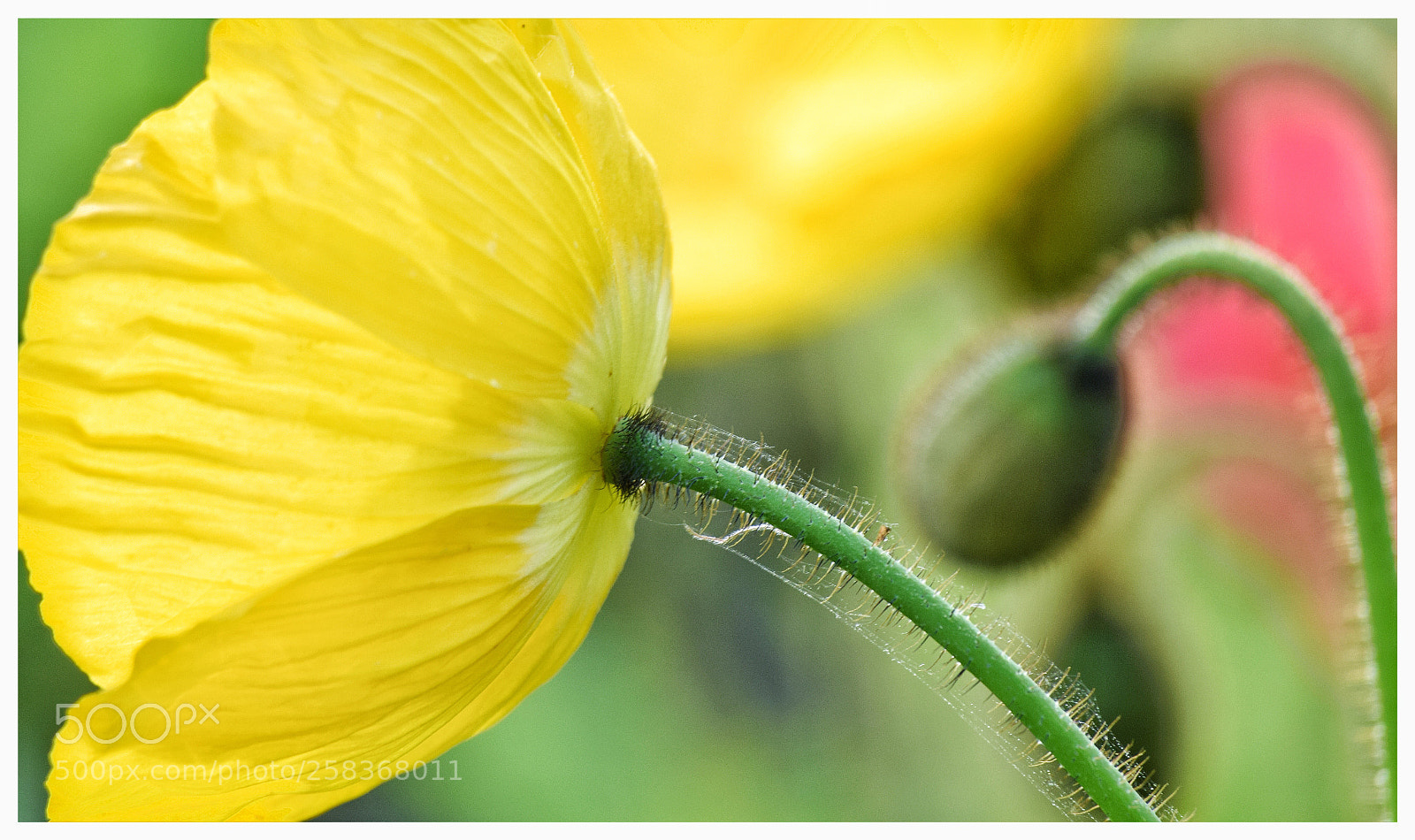 Nikon D3300 sample photo. Poppy 4 photography