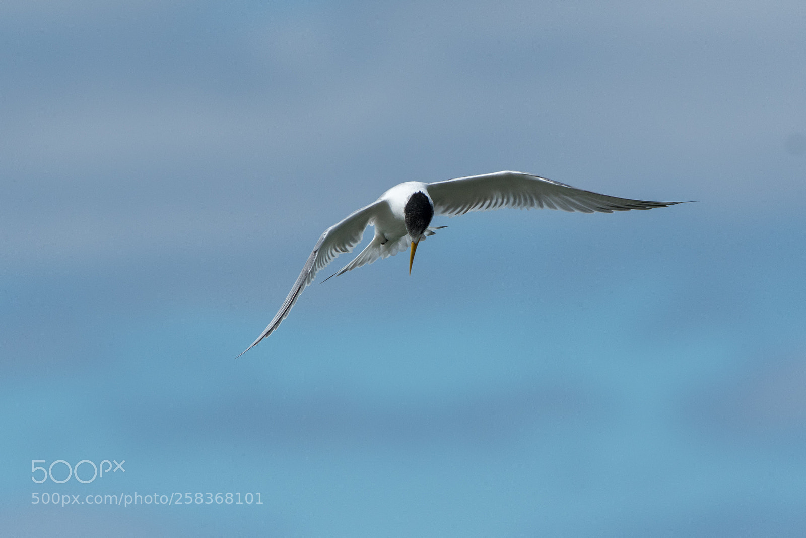 Nikon D500 sample photo. Hunting tern photography