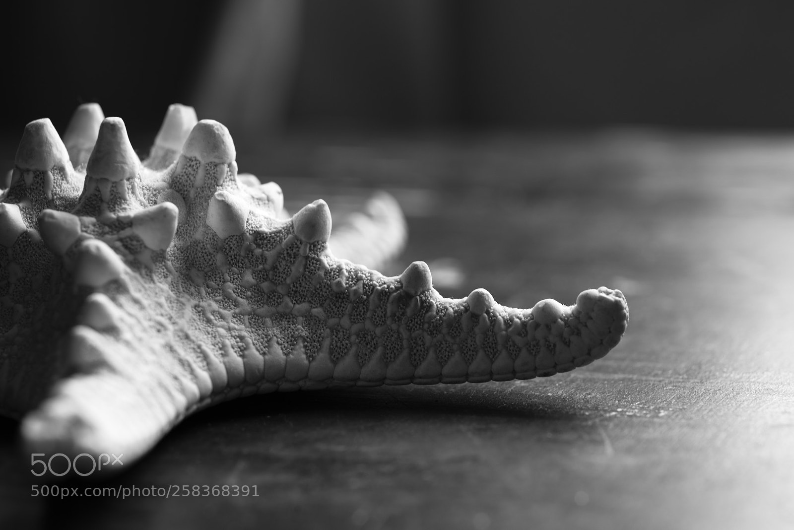 Nikon D810 sample photo. Bones photography