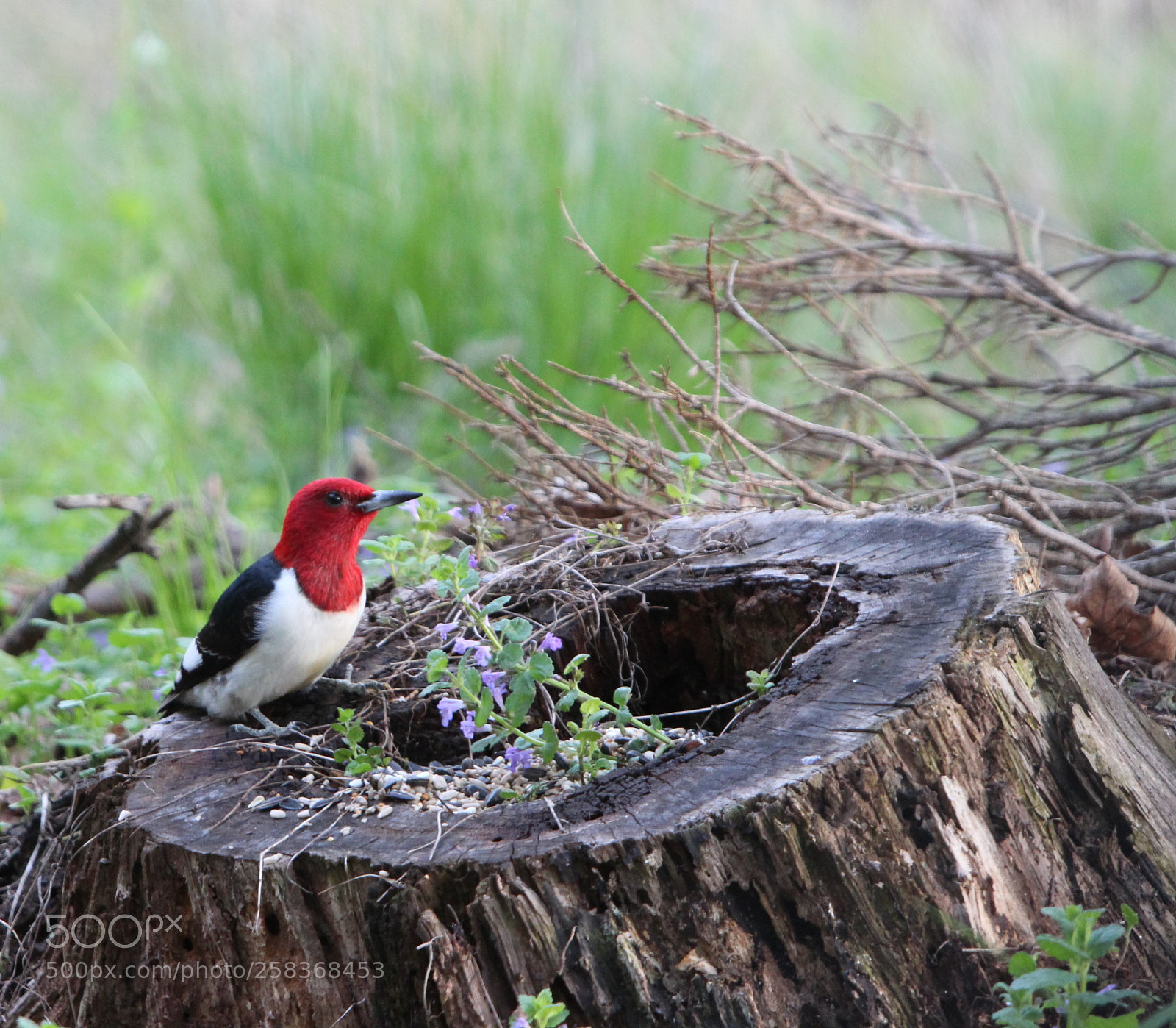 Canon EOS 600D (Rebel EOS T3i / EOS Kiss X5) sample photo. Red-headed woodpecker photography