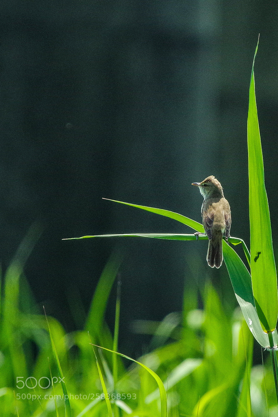 Pentax K-S2 sample photo. Sitting pretty photography