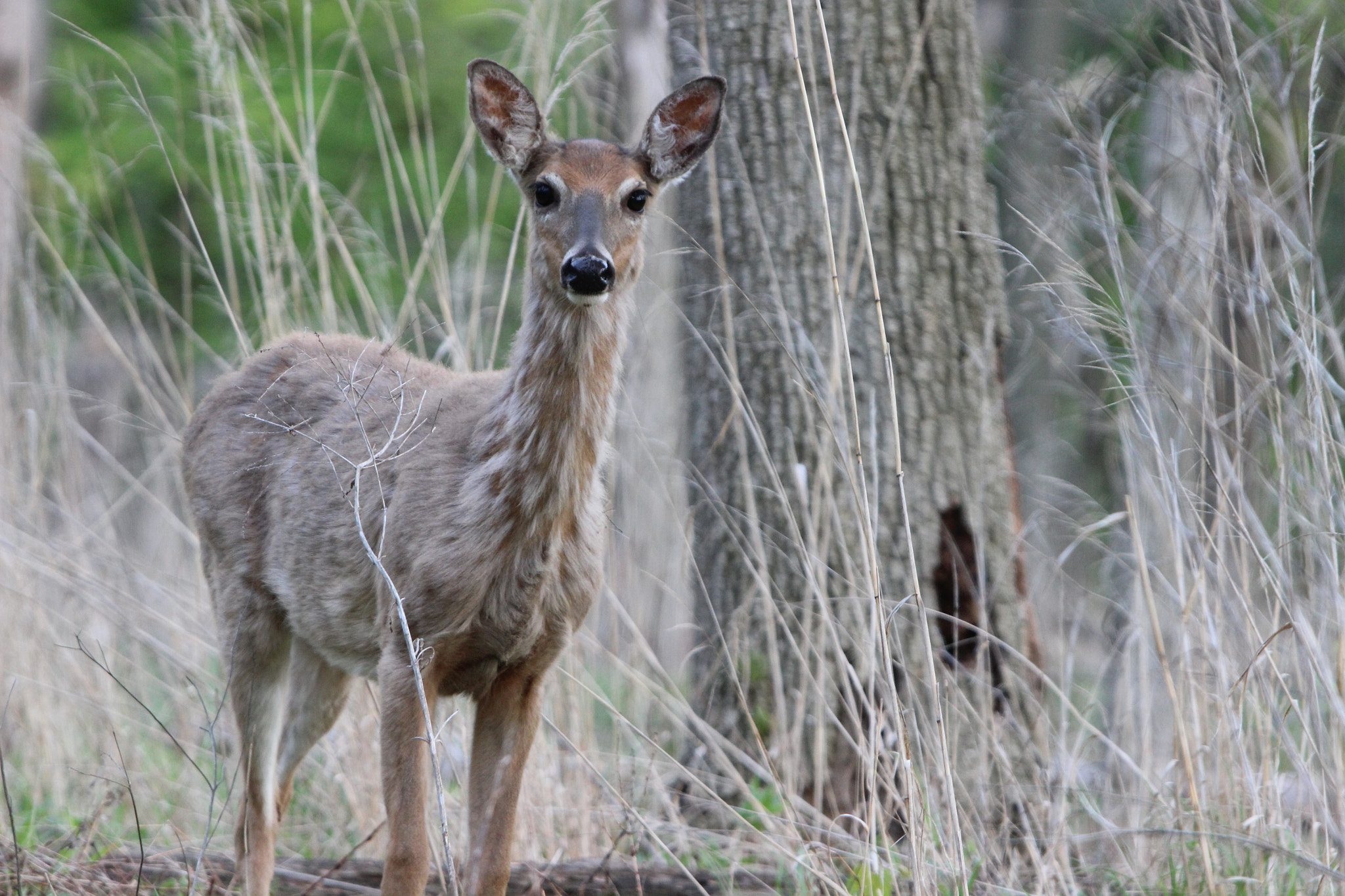 Canon EOS 600D (Rebel EOS T3i / EOS Kiss X5) + Canon EF 70-200mm F2.8L IS USM sample photo. Oh dear -deer photography